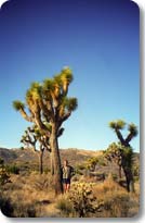 Joshua Trees