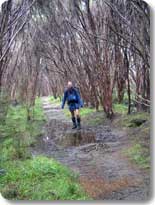 Vaults of the Trees